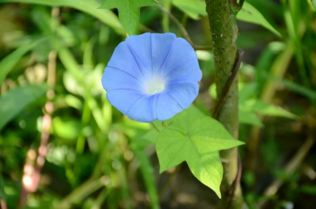 Ipomoea tricolore (Ipomoea tricolor)