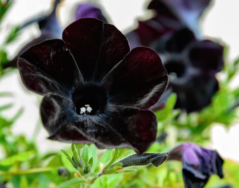 Signification et symbolisme de la fleur noire
