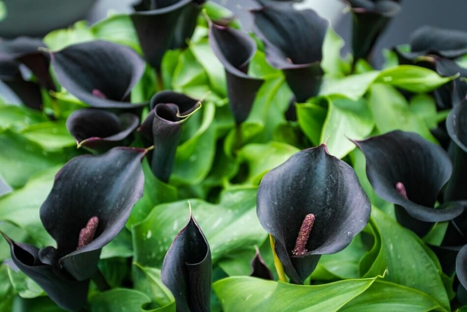 Le lis calla de la forêt noire (Zantedeschia black forest) est un magnifique type de fleurs noires.