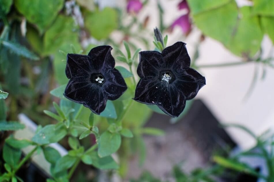 Les pétunias Crazytunia Black Mamba (Petunia 'Crazytunia Black Mamba') sont de magnifiques types de fleurs noires.