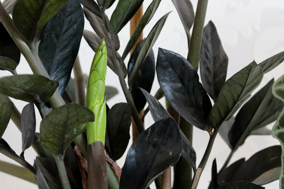La plante Raven ZZ (Zamioculcas zamiifolia 'Raven') est un beau type de fleurs noires.