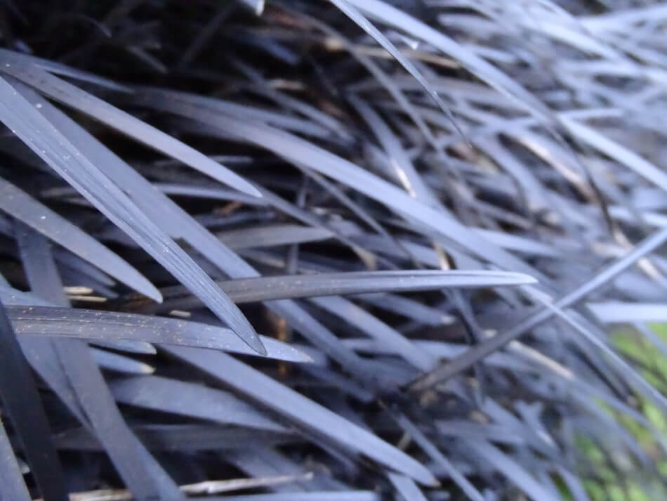 L'ophiopogon planiscapus 'Nigrescens' est une belle variété de fleurs noires.