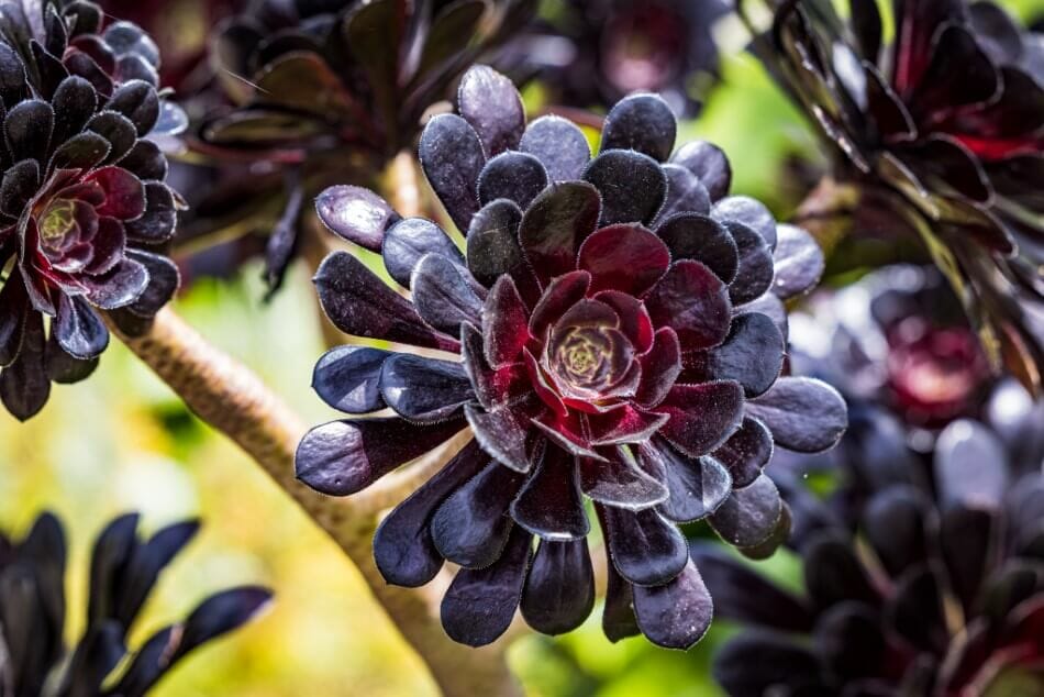 Les Aeoniums Zwartkop (Aeonium arboreum 'Zwartkop') sont de beaux types de fleurs noires.