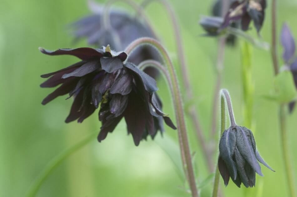 L'ancolie Black Barlow (Aquilegia vulgaris var. Stellata 'Black Barlow') est un beau type de fleurs noires.