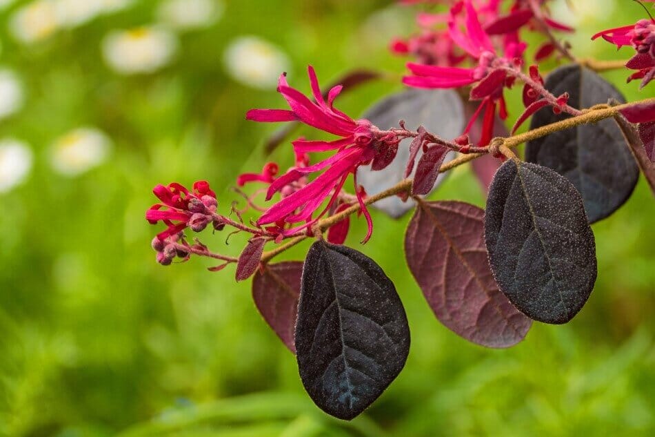 Fleur à franges (Loropetalum chinense var. Rubrum 'Black Pearl')