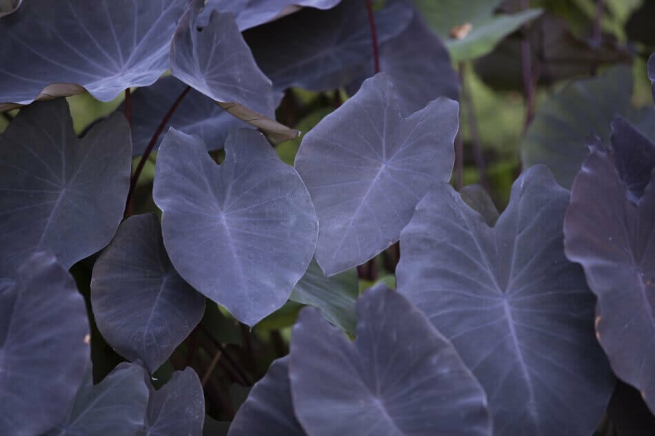 Oreilles d'éléphant Black Magic (Colocasia esculenta 'Black Magic')