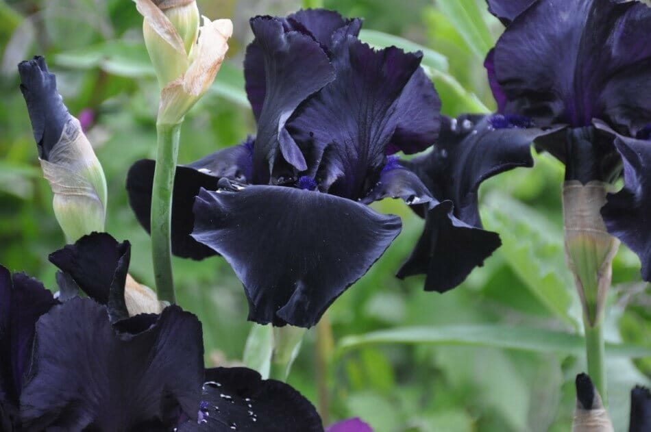Iris barbu noir (Iris germanica)