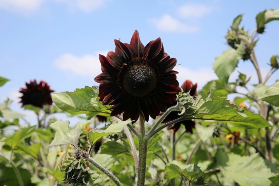 14. Moulin Rouge Les tournesols (Helianthus annus) sont de beaux types de fleurs noires.