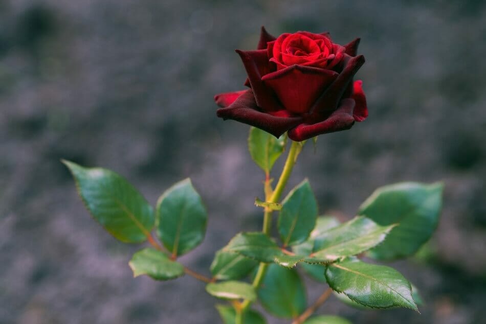Rose 'Black Magic' (Rosa Hybrida 'Black Magic')