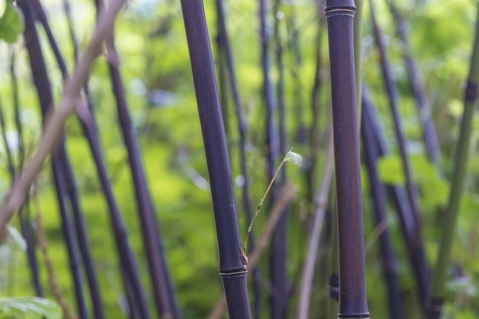 Bambou noir (Phyllostachys nigra)