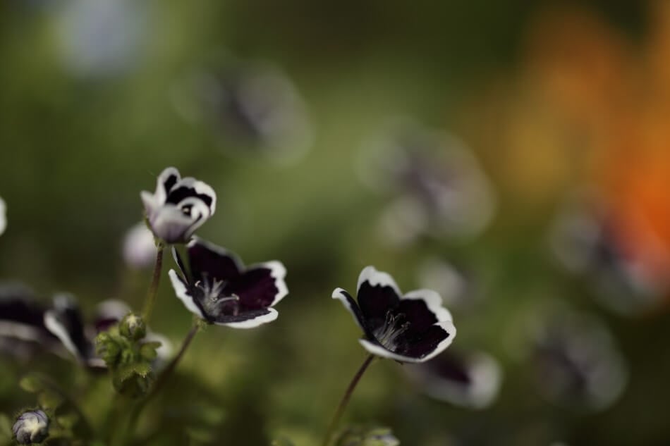 Penny Black (Nemophila discoidalis 'Penny Black') sont de beaux types de fleurs noires.