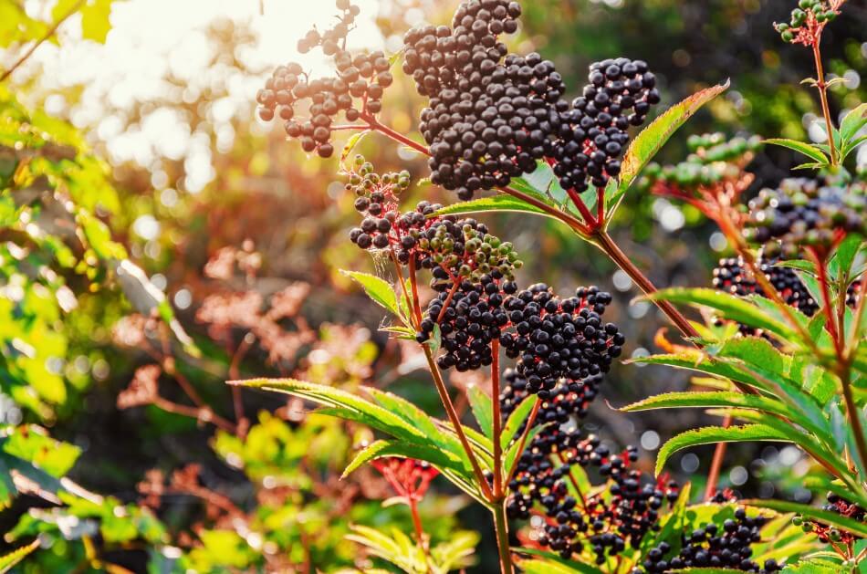 Sureau noir d'Europe (Sambucus nigra)