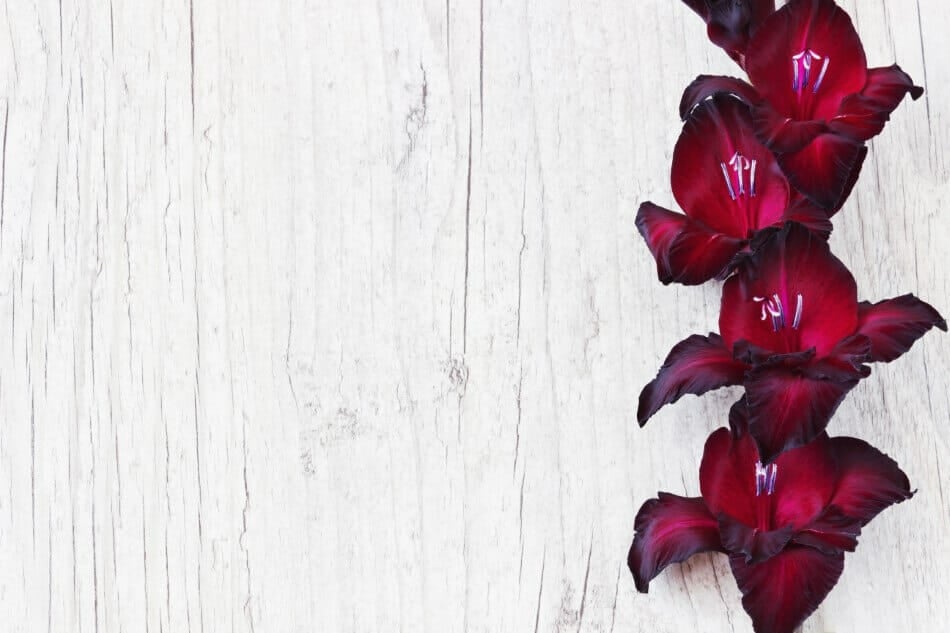 Gladiolus Black Beauty (Gladiolus x hortulanus 'Black Beauty')