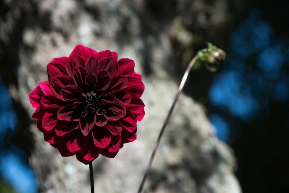 Dahlia 'Arabian Night' (Dahlia 'Arabian Night')