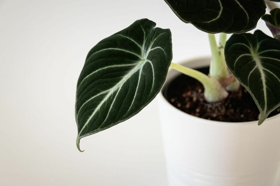 Alocasia à velours noir (Alocasia reginula)