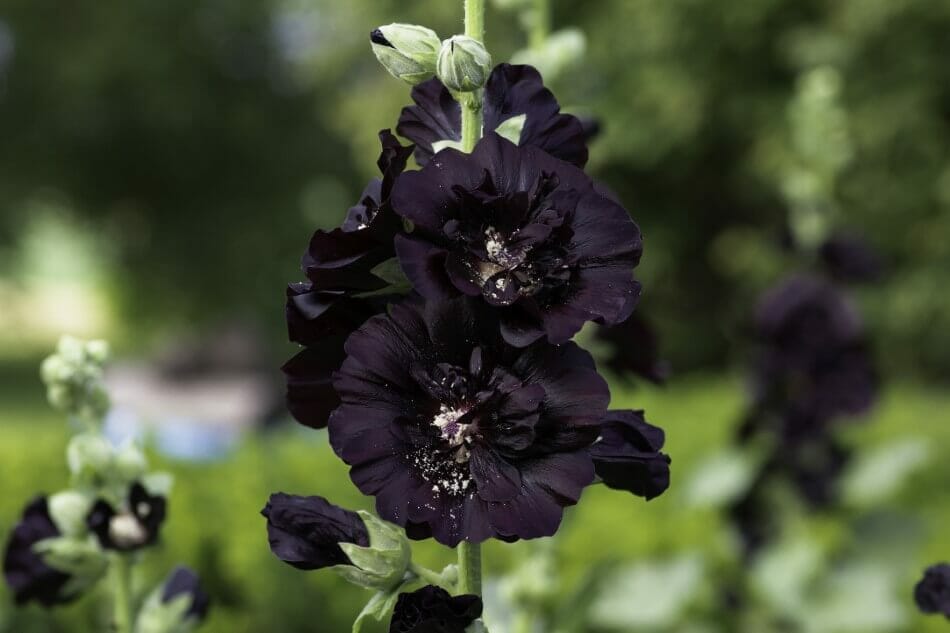 Rose trémière (Alcea rosea 'Blacknight')