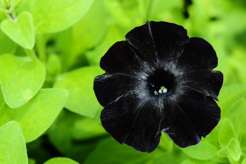Les pétunias Black Velvet (Petunia 'Black Velvet') sont de magnifiques types de fleurs noires.