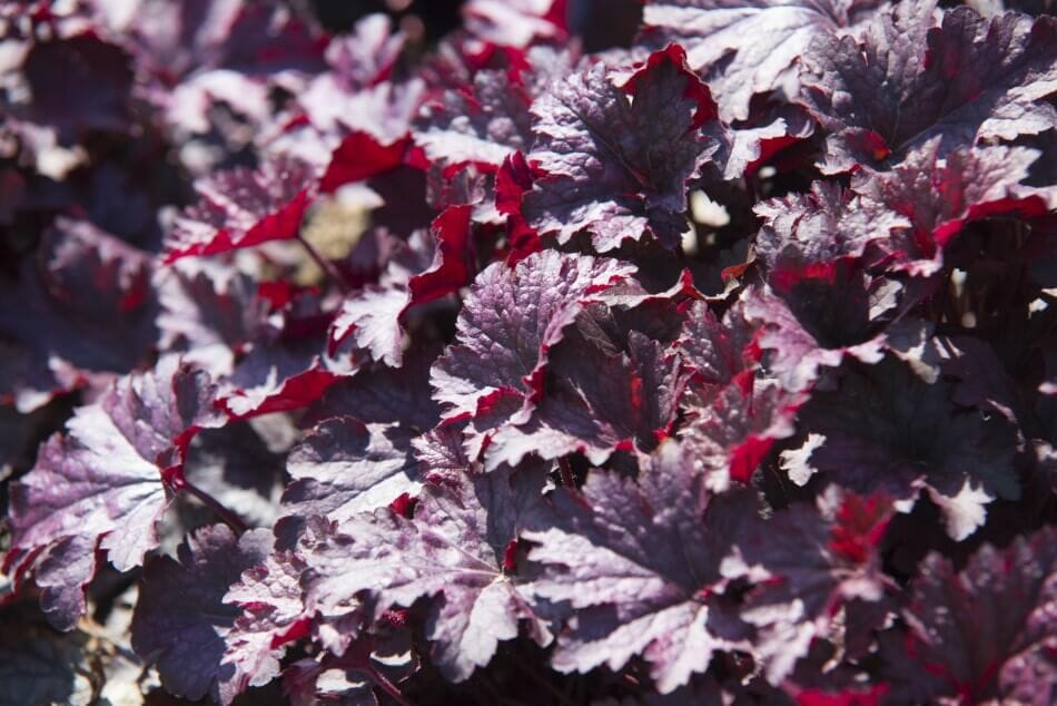Heuchera 'Obsidian' (Heuchera 'Obsidian')