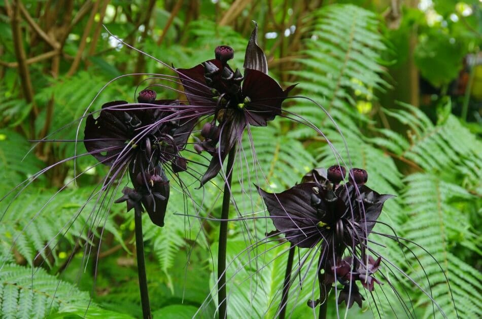 Les fleurs de chauve-souris noire (Tacca chantrieri) sont de magnifiques fleurs noires.