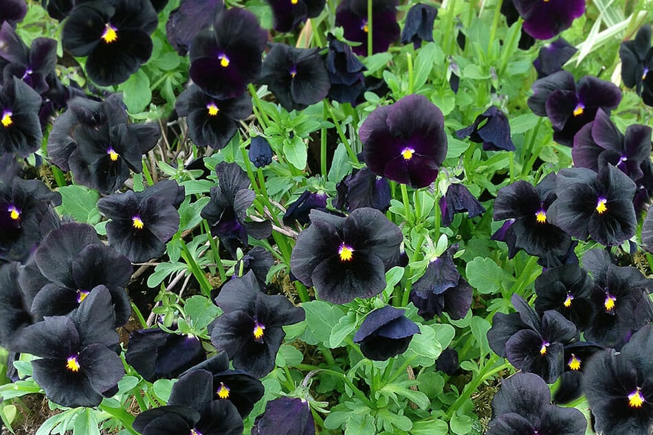 La Viola Molly Sanderson (Viola 'Molly Sanderson') est une belle variété de fleurs noires.