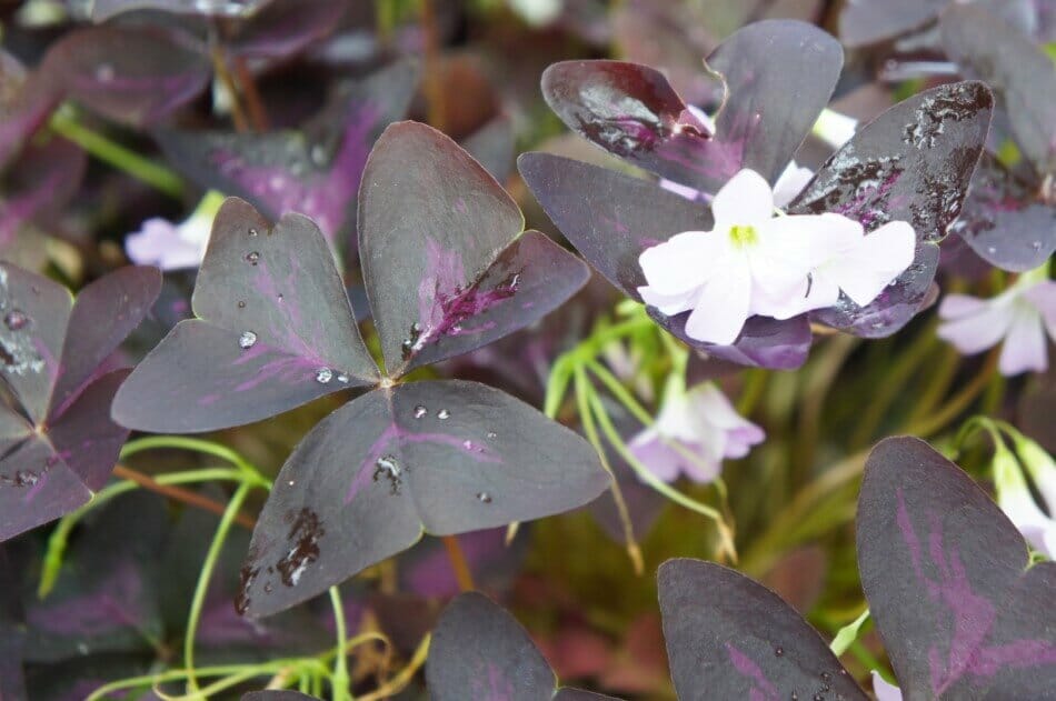 Les faux trèfles (Oxalis triangularis) sont de beaux types de fleurs noires.
