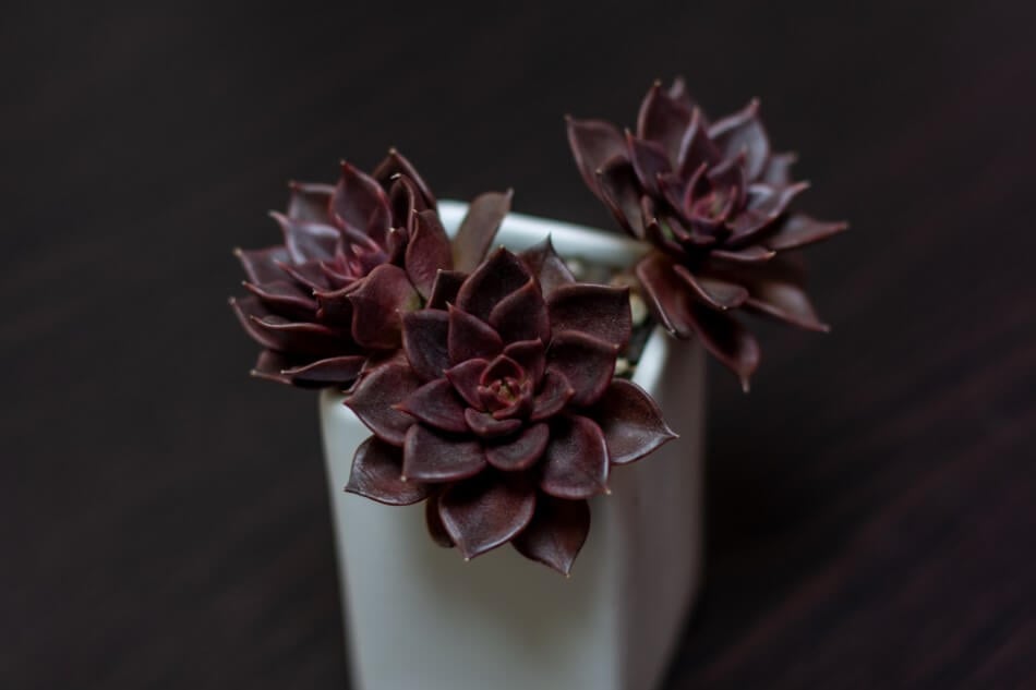 Les Echeveria Black Prince (Echeveria 'Black Prince') sont de beaux types de fleurs noires.