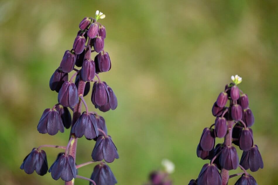 Le lys de Perse (Fritillaria persica) est une belle variété de fleurs noires.