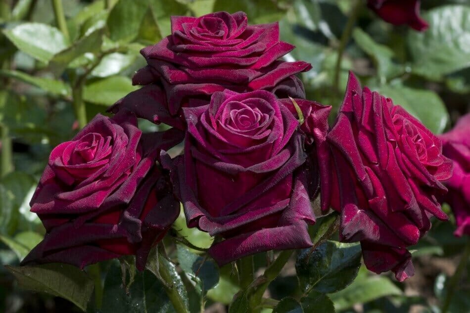 Rose Baccara noire (Rosa Hybrida 'Black Baccara')