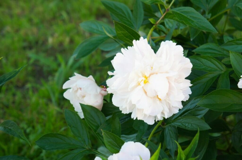 Pivoine Gardenia (Paeonia lactiflora 'Gardenia')