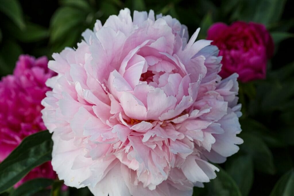 Pivoine Reine Hortense (Paeonia lactiflora 'Reine Hortense')
