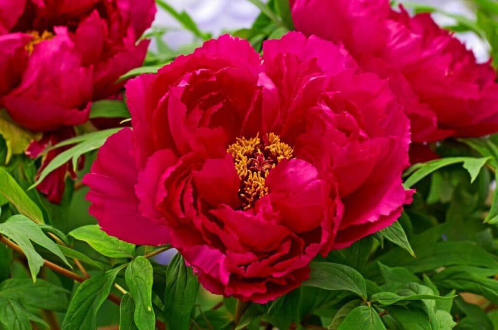 Paeonia suffruticosa 'Cardinal Vaughan' (Paeonia suffruticosa 'Cardinal Vaughan')