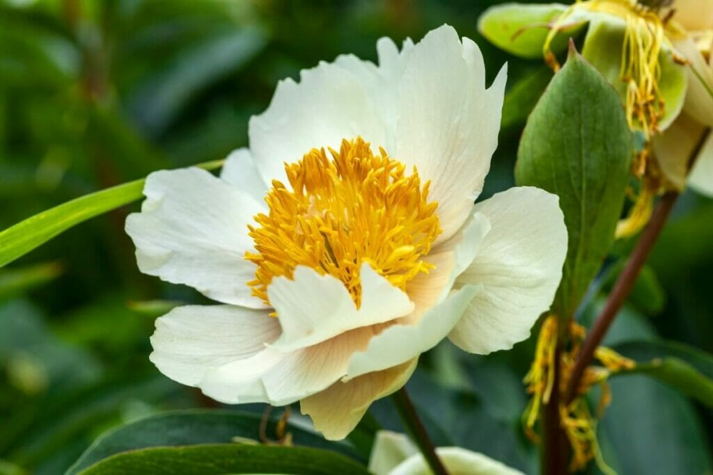 Claire de Lune (Paeonia 'Claire de Lune')