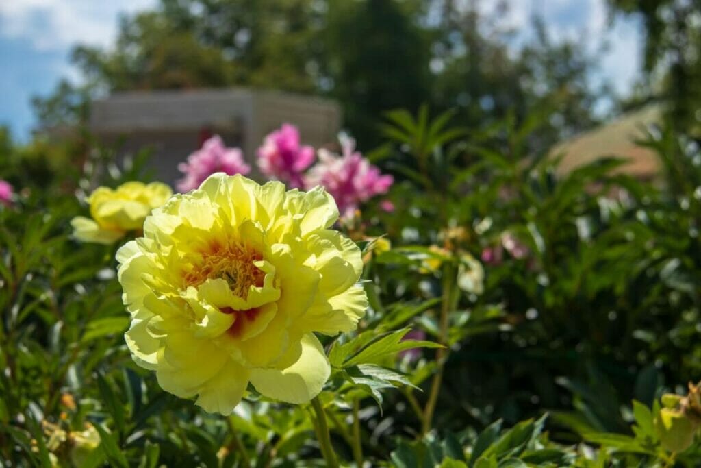 Pivoine Prairie Charm (Paeonia 'Prairie Charm')