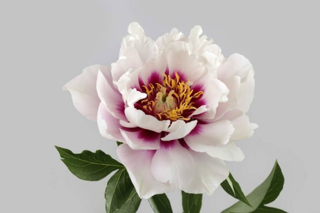 Pivoine Cora Louise (Paeonia 'Cora Louise')