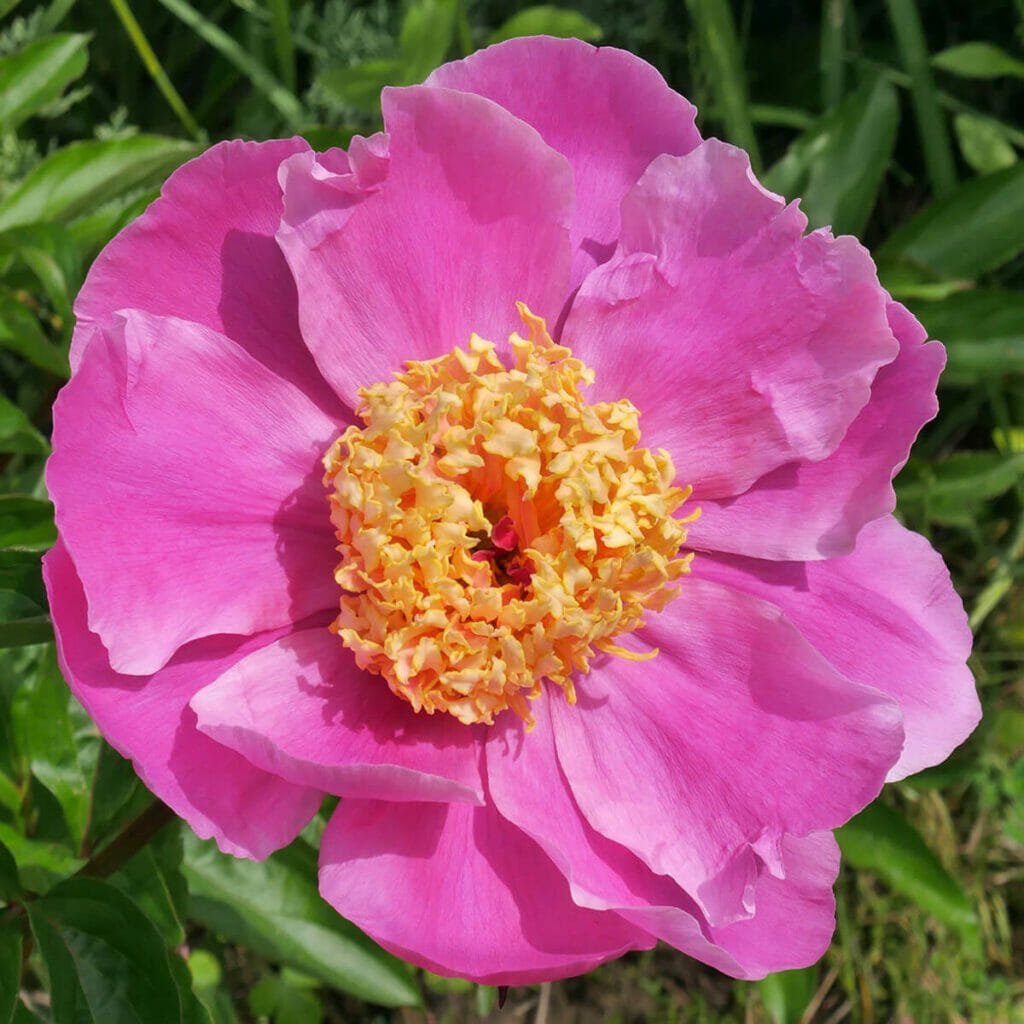 Pivoine Doreen (Paeonia lactiflora 'Doreen')