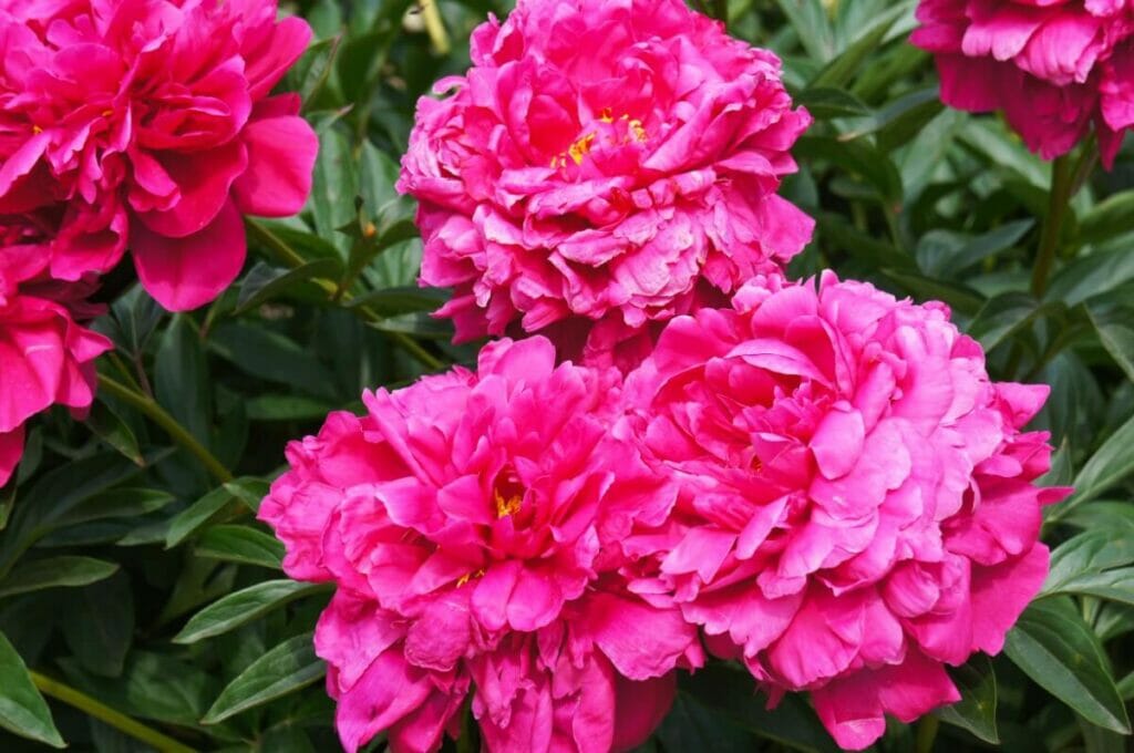 Pivoine du Kansas (Paeonia lactiflora 'Kansas')