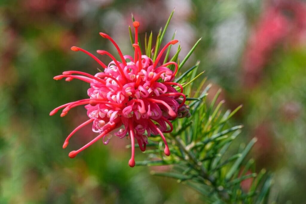 Grevillea à feuilles de genévrier