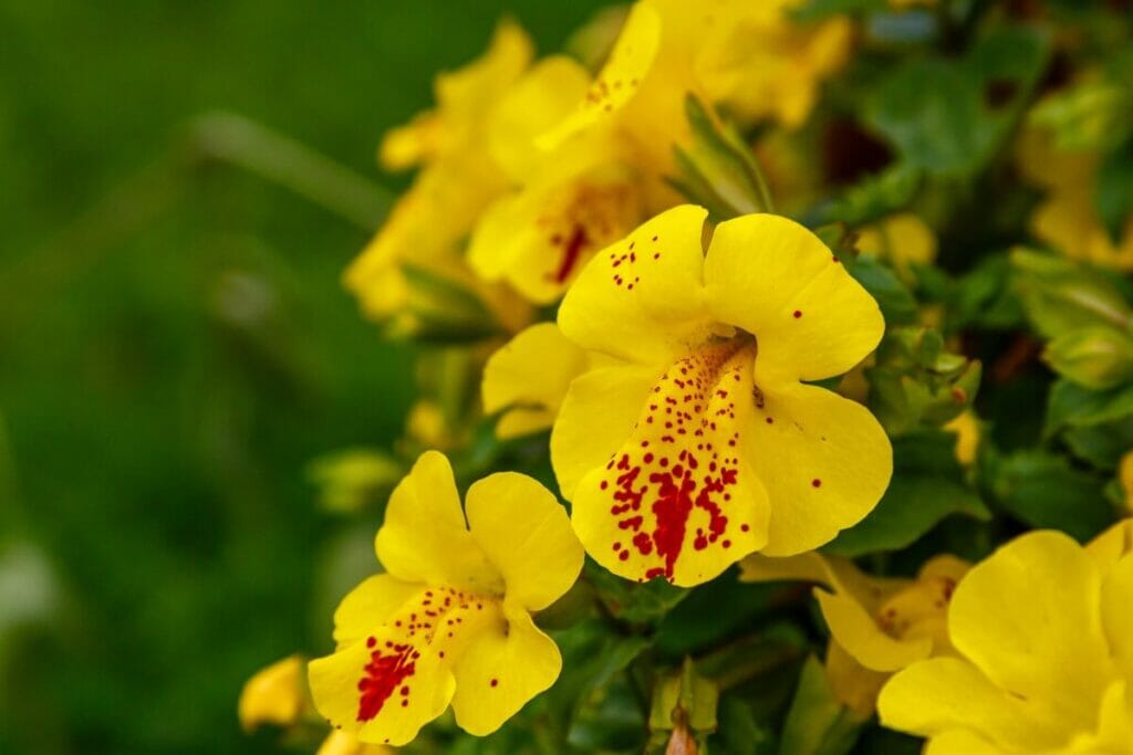 Monkeyflower jaune 'Major Bees'