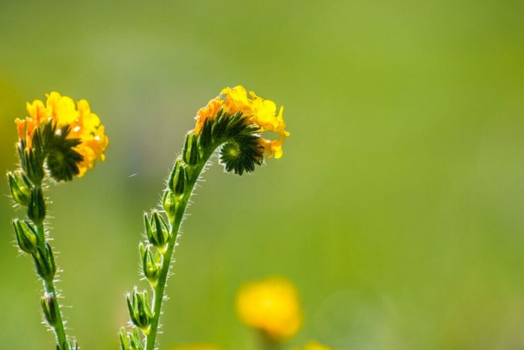 La tête de mort de Tarweed