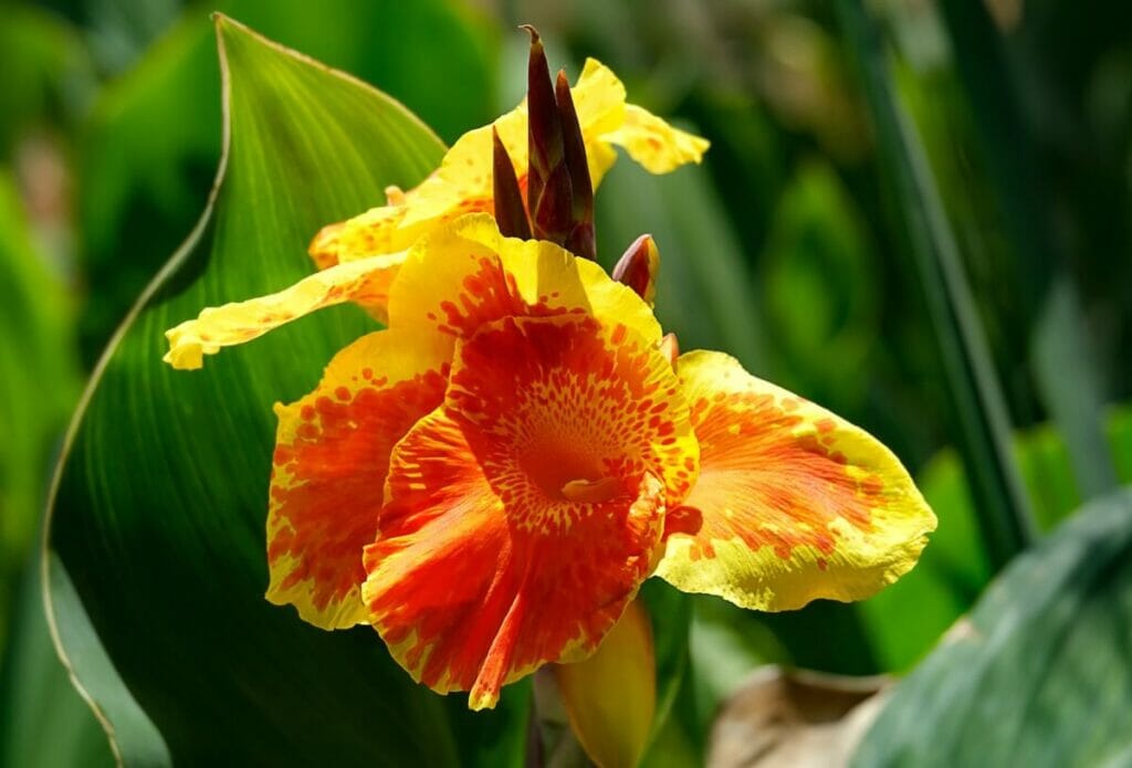 Canna Lily 'Tropicanna'