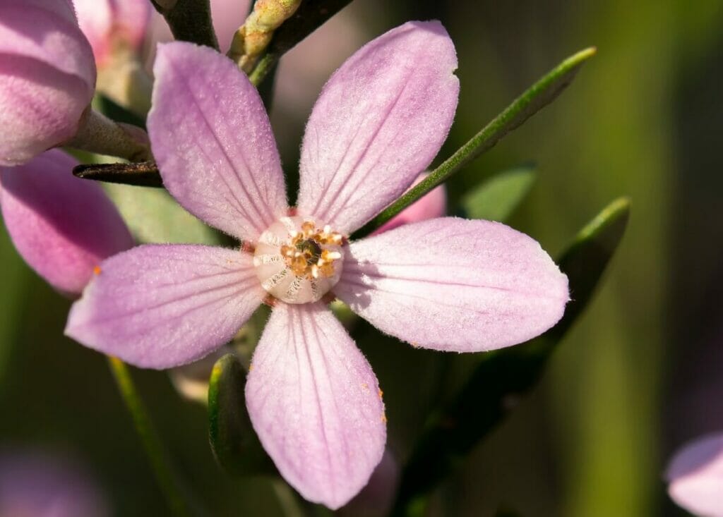 Fleur de cire à longue feuille