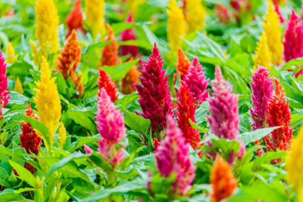 Celosia