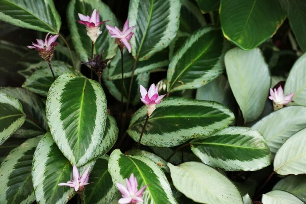 Fleurs de Calathea