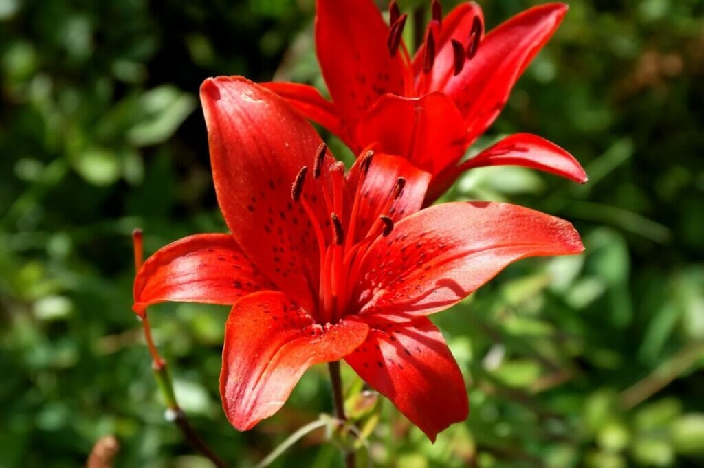 Amaryllis