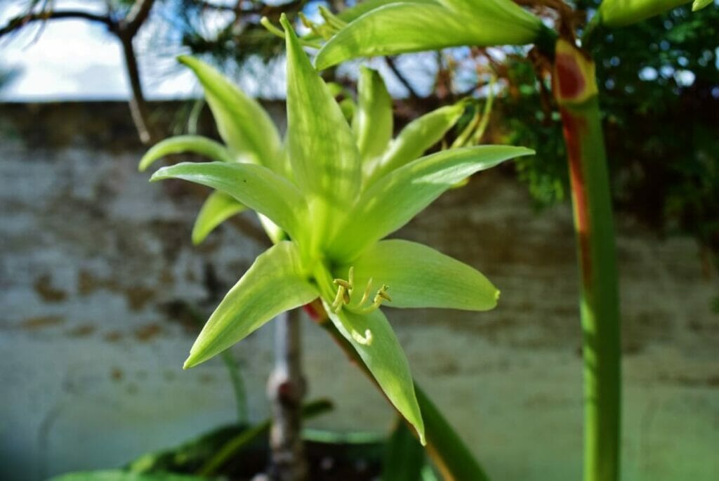 Amaryllis à feuilles persistantes (Hippeastrum 'Evergreen')
