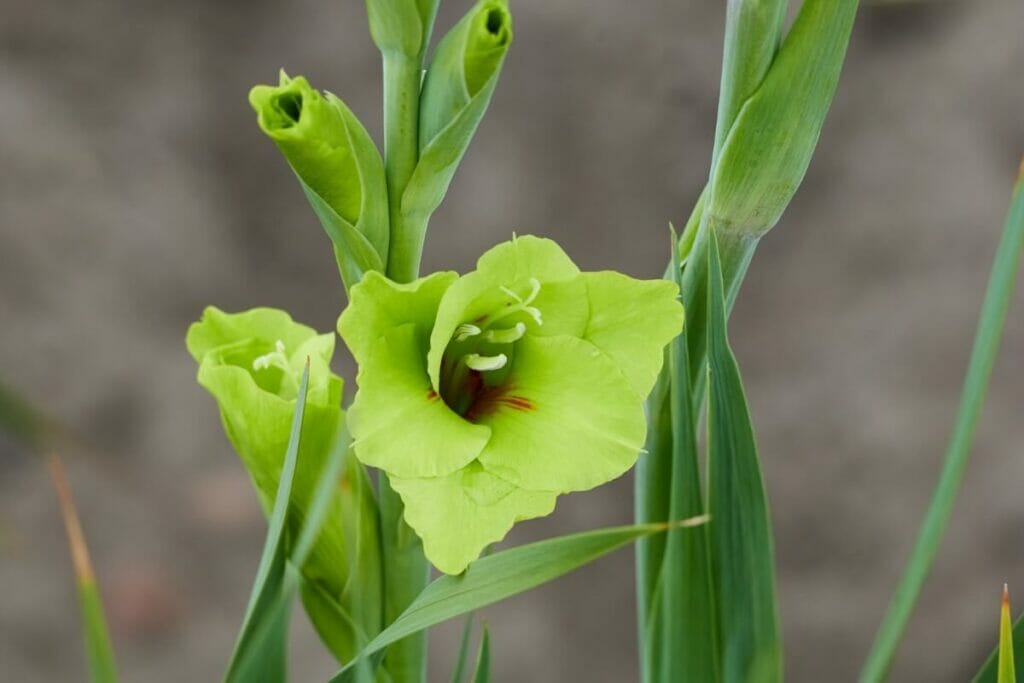 Gladiolus (Gladiolus)