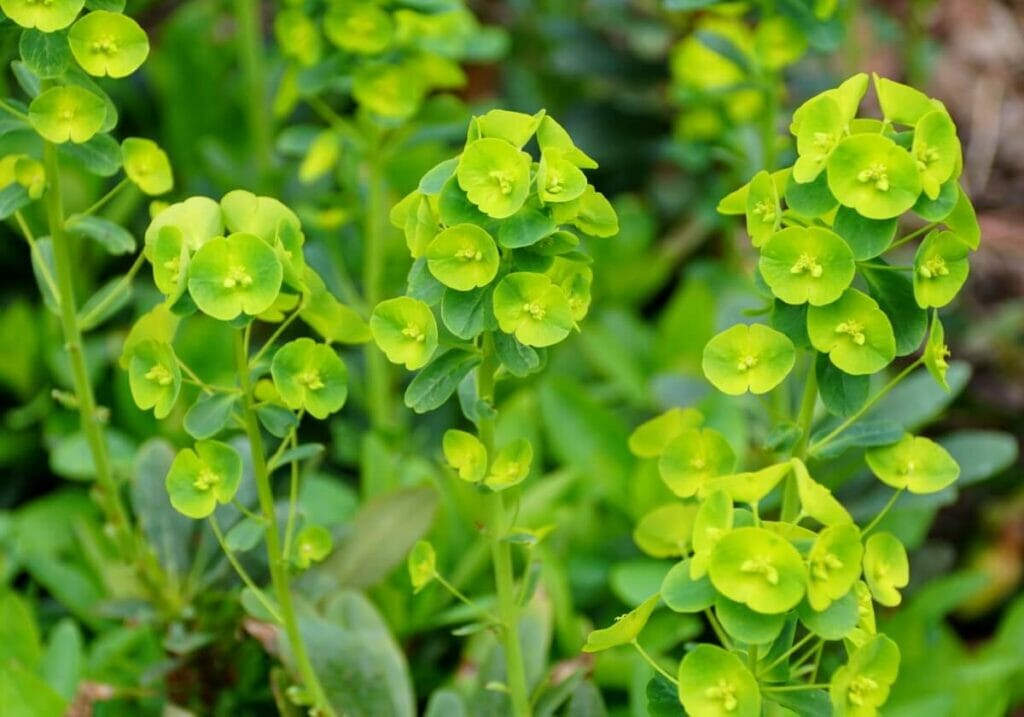 Euphorbe des bois (Euphorbia amygdaloides)
