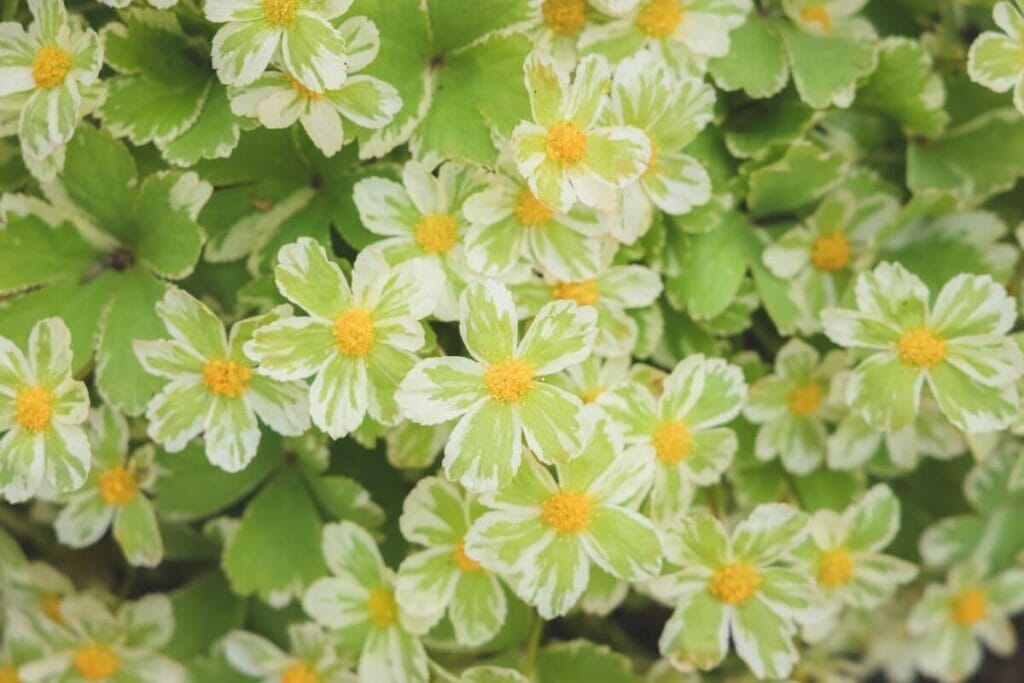 Rose de Carême de Corse (Helleborus argutifolius)