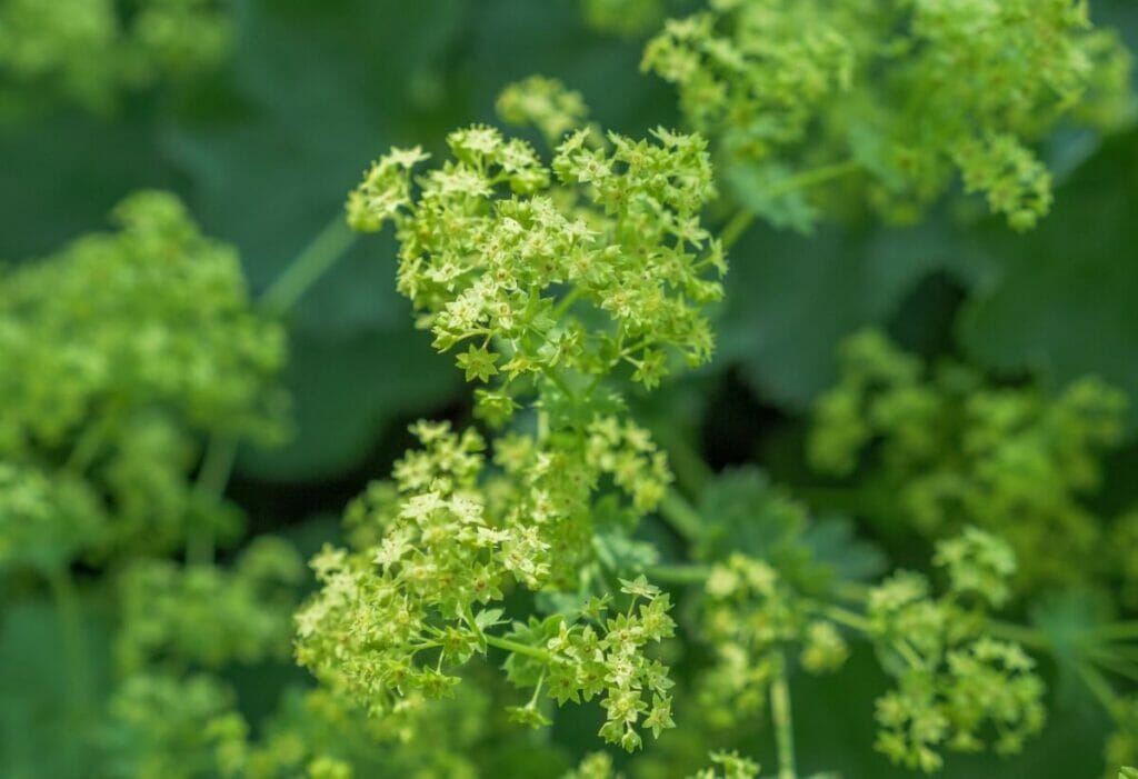 Alchémille (Alchemilla mollis)