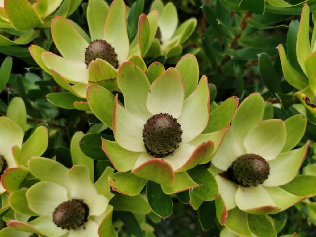 Conbush (Leucadendron)
